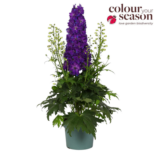 Delphinium Delgenius Kingsley 50cm 19cm Pot