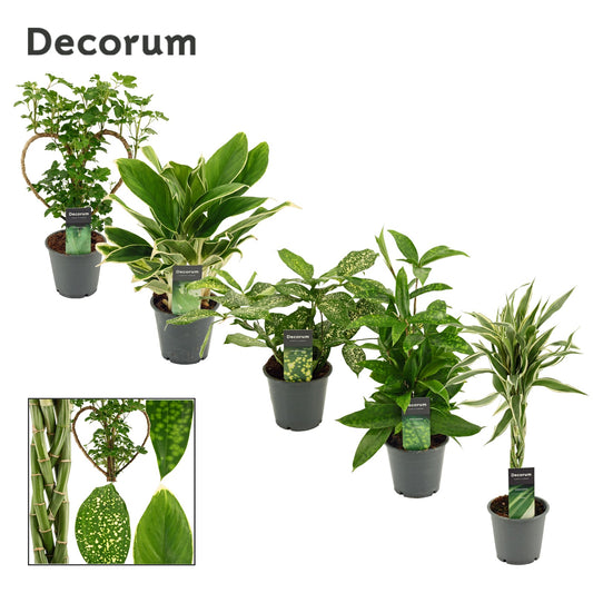Foliage houseplants mix 50cm 12cm Pot