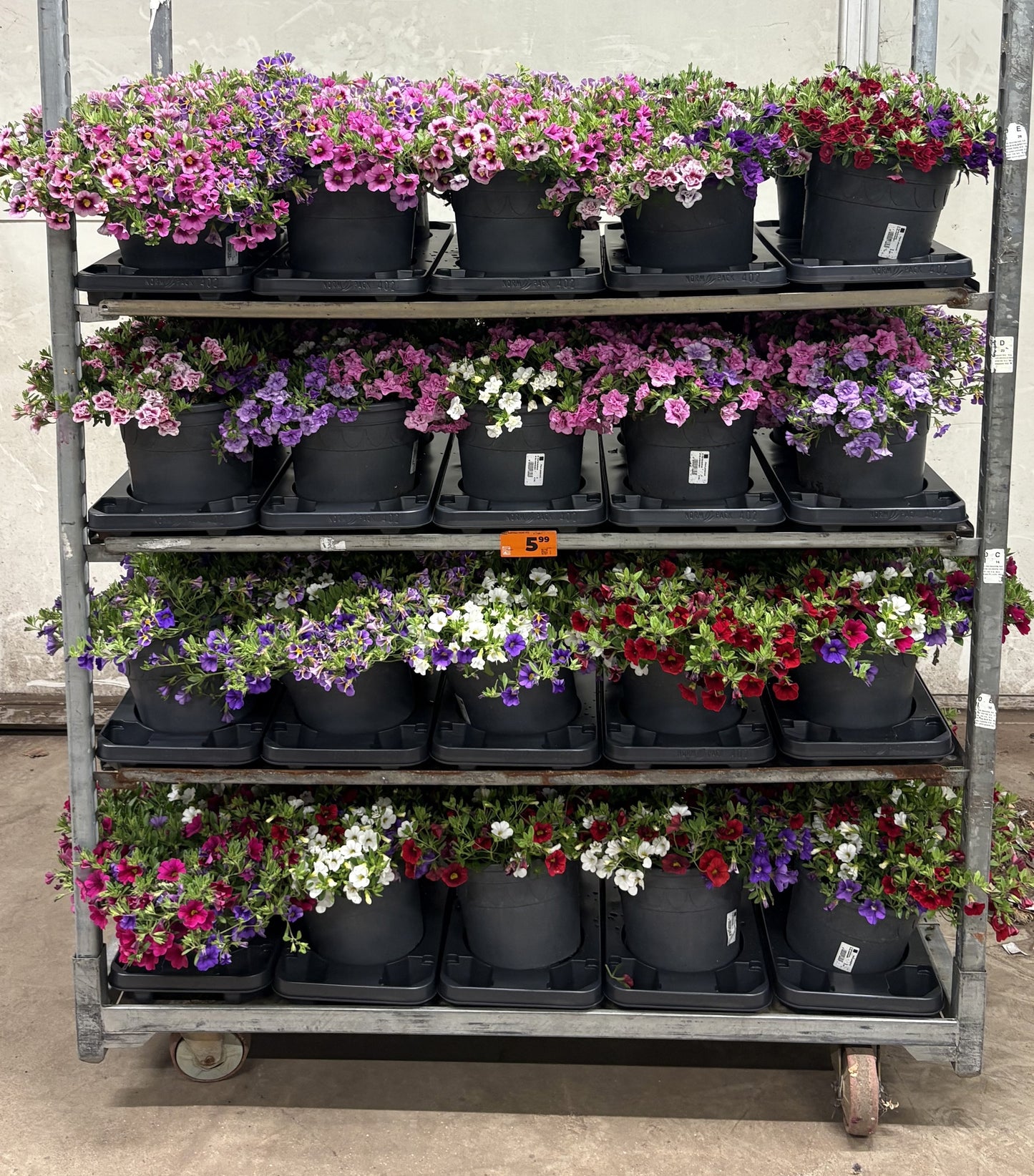 Calibrachoa mix 35cm 23cm Pot