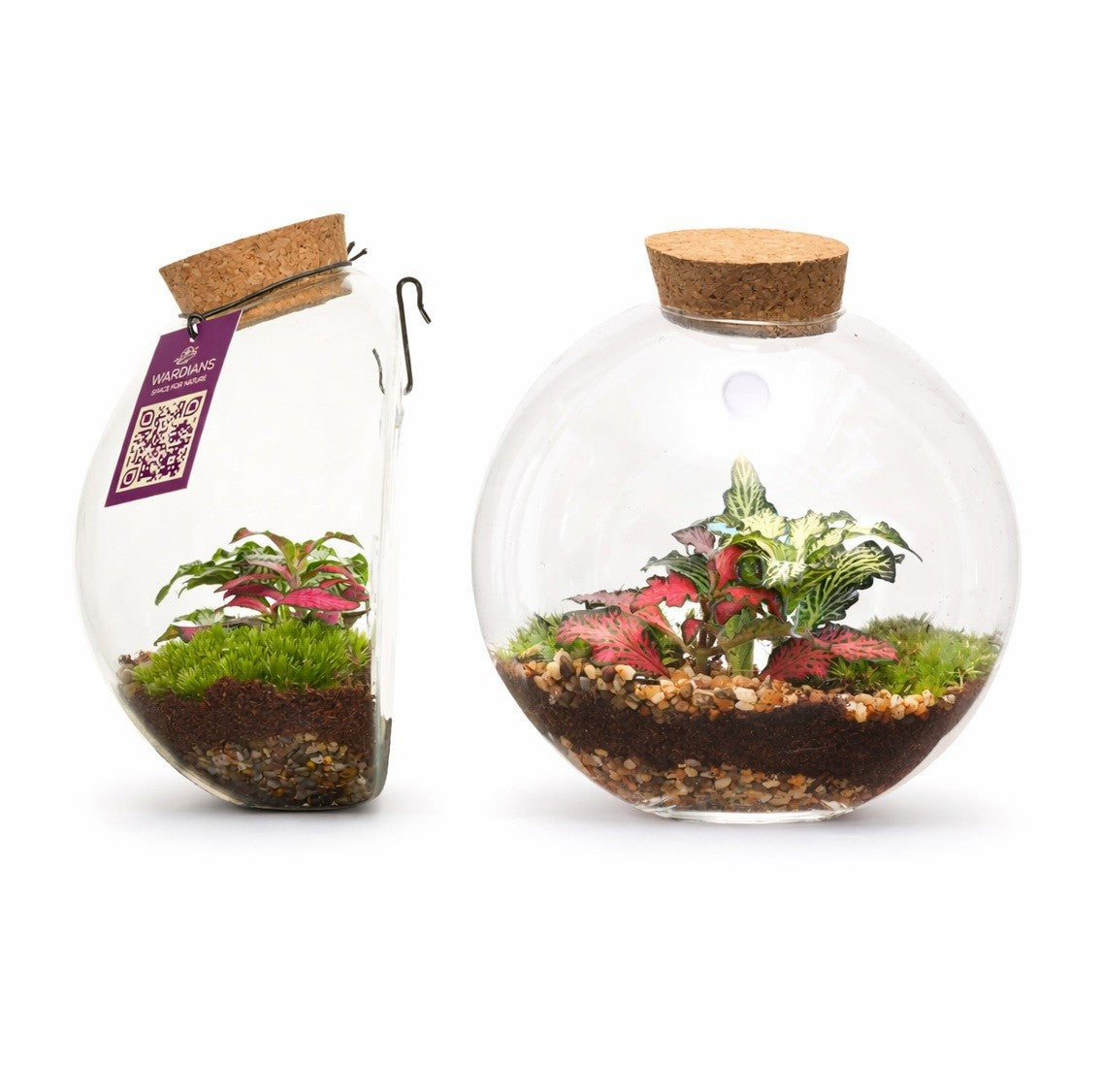 arr. Kamerplanten 907 Juno 15cm 12cm Pot