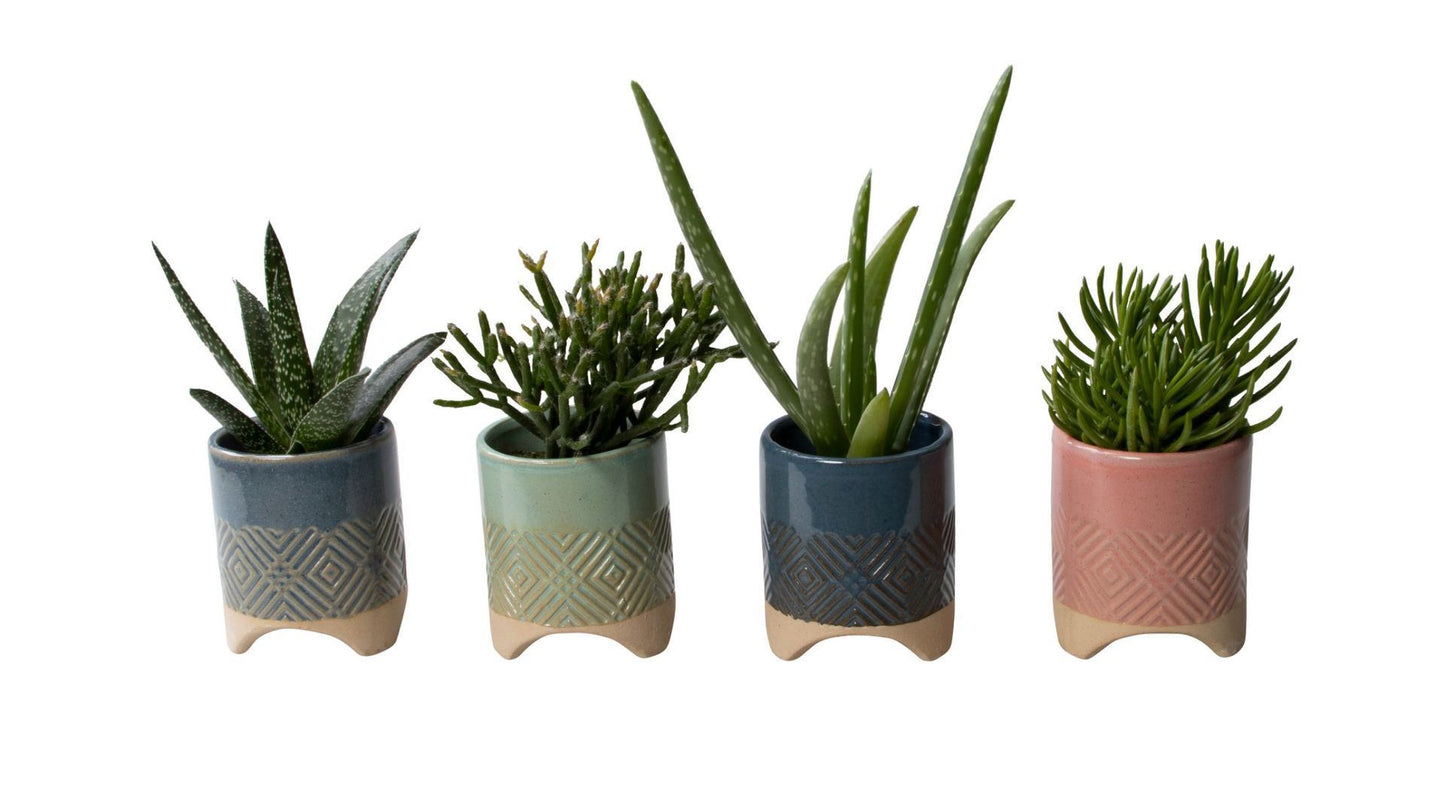 Succulenten mix ( + drp. L65775) 6cm Pot