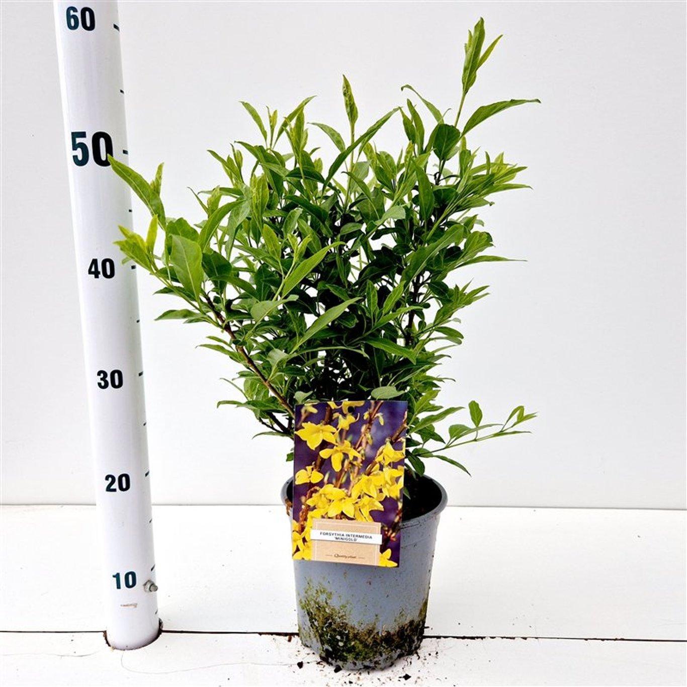 Forsythia Minigold 50cm 17cm Pot