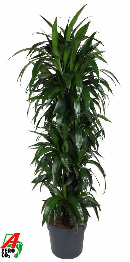 Dracaena fragrans Janet Craig 170cm 34cm Pot
