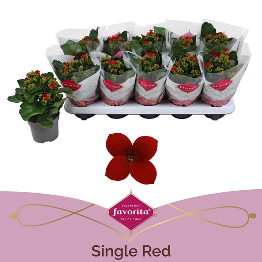 Kalanchoe Lipstick Red 22cm 510cm Pot