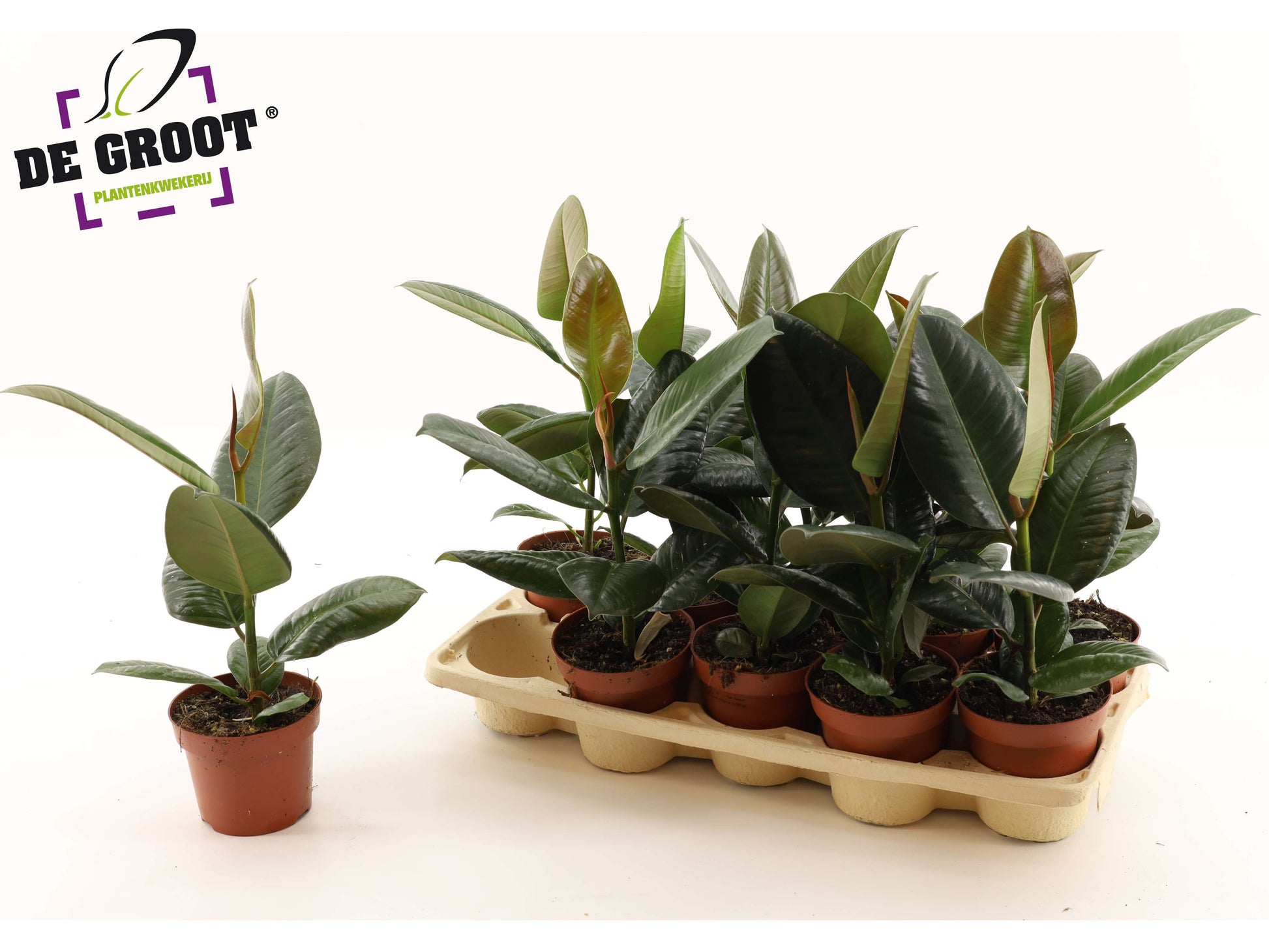 Ficus el. Robusta 40cm 12cm Pot