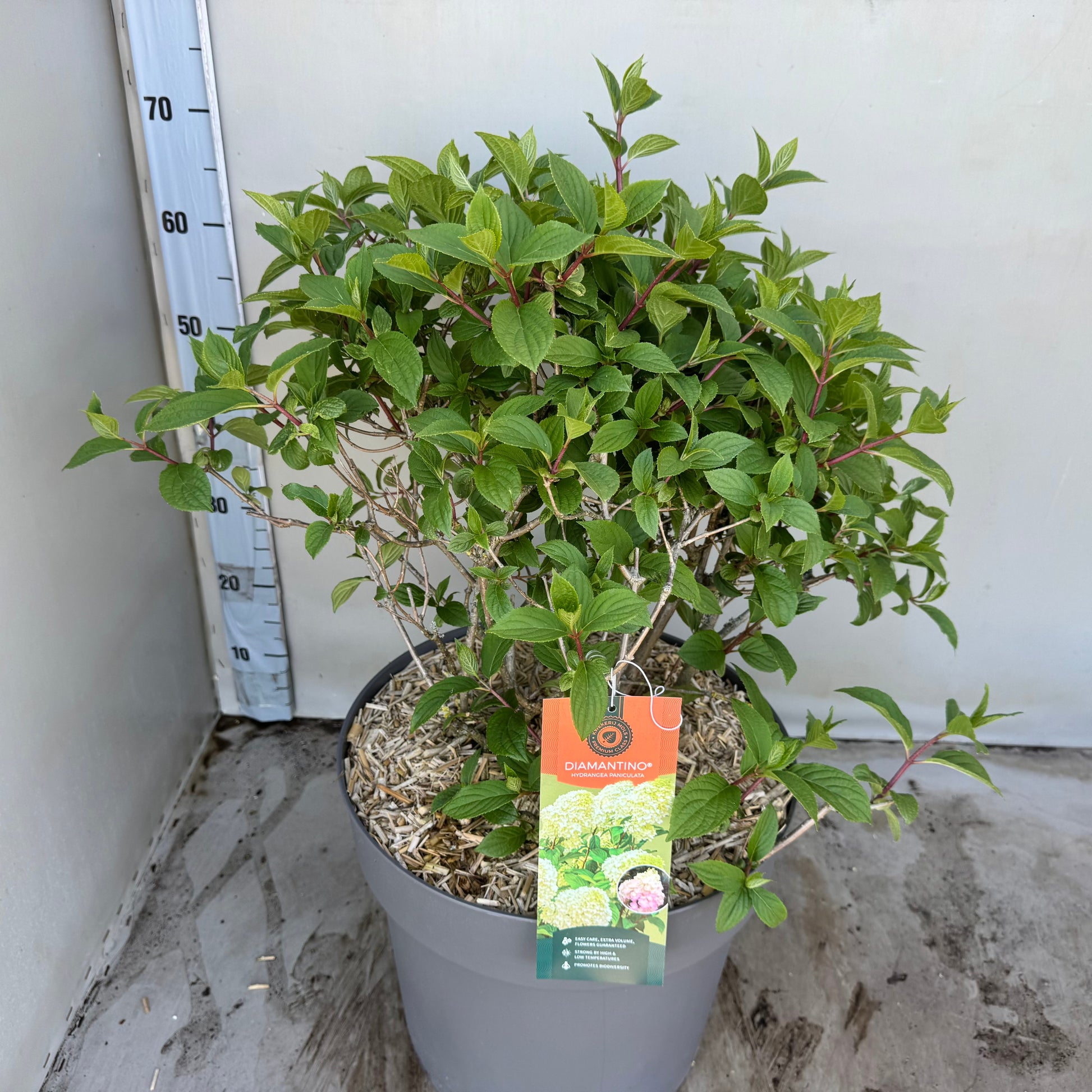 Hydrangea pan. Diamantino 60cm 35cm Pot