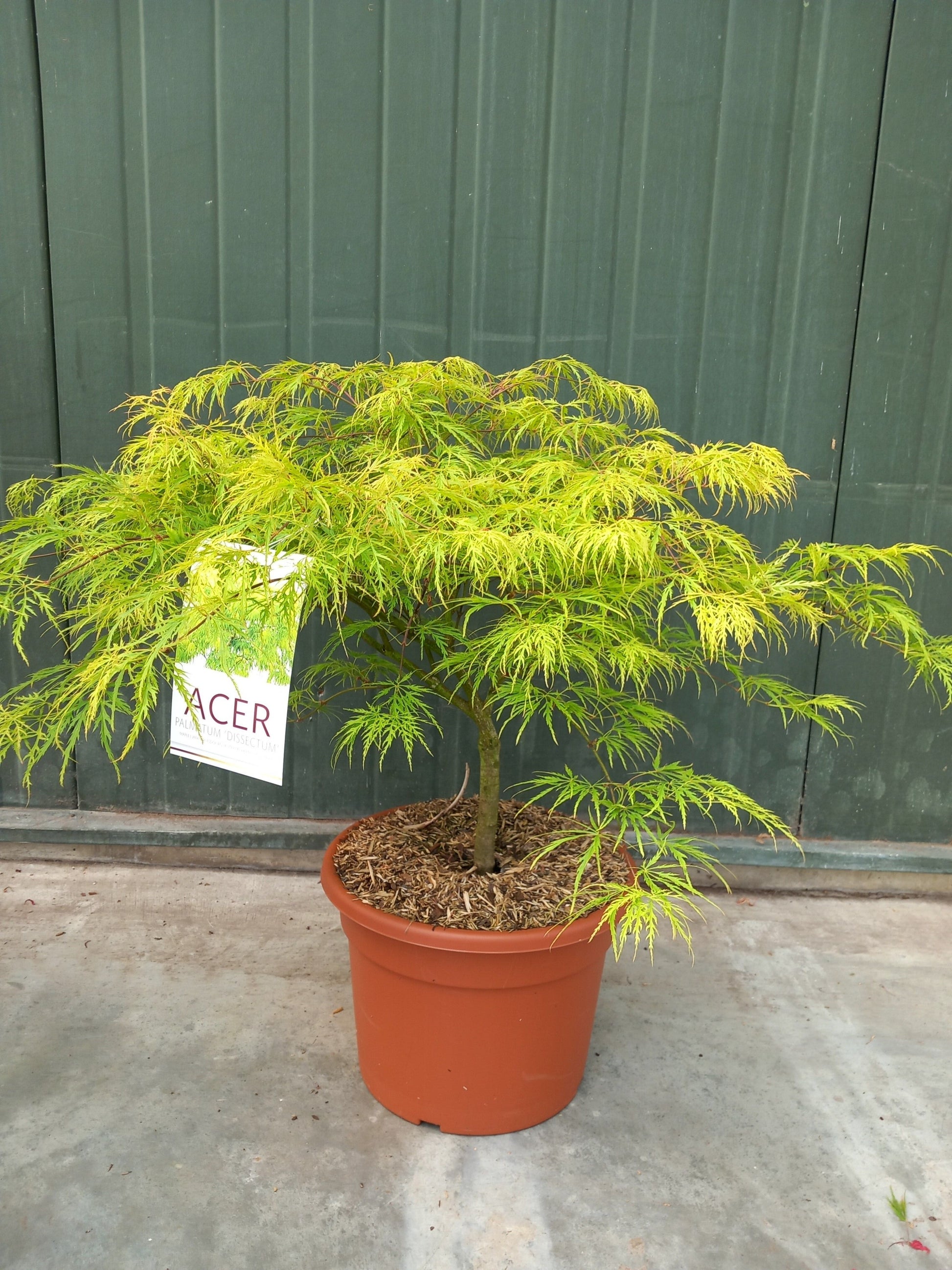 Acer Dissectum 100cm 32cm Pot