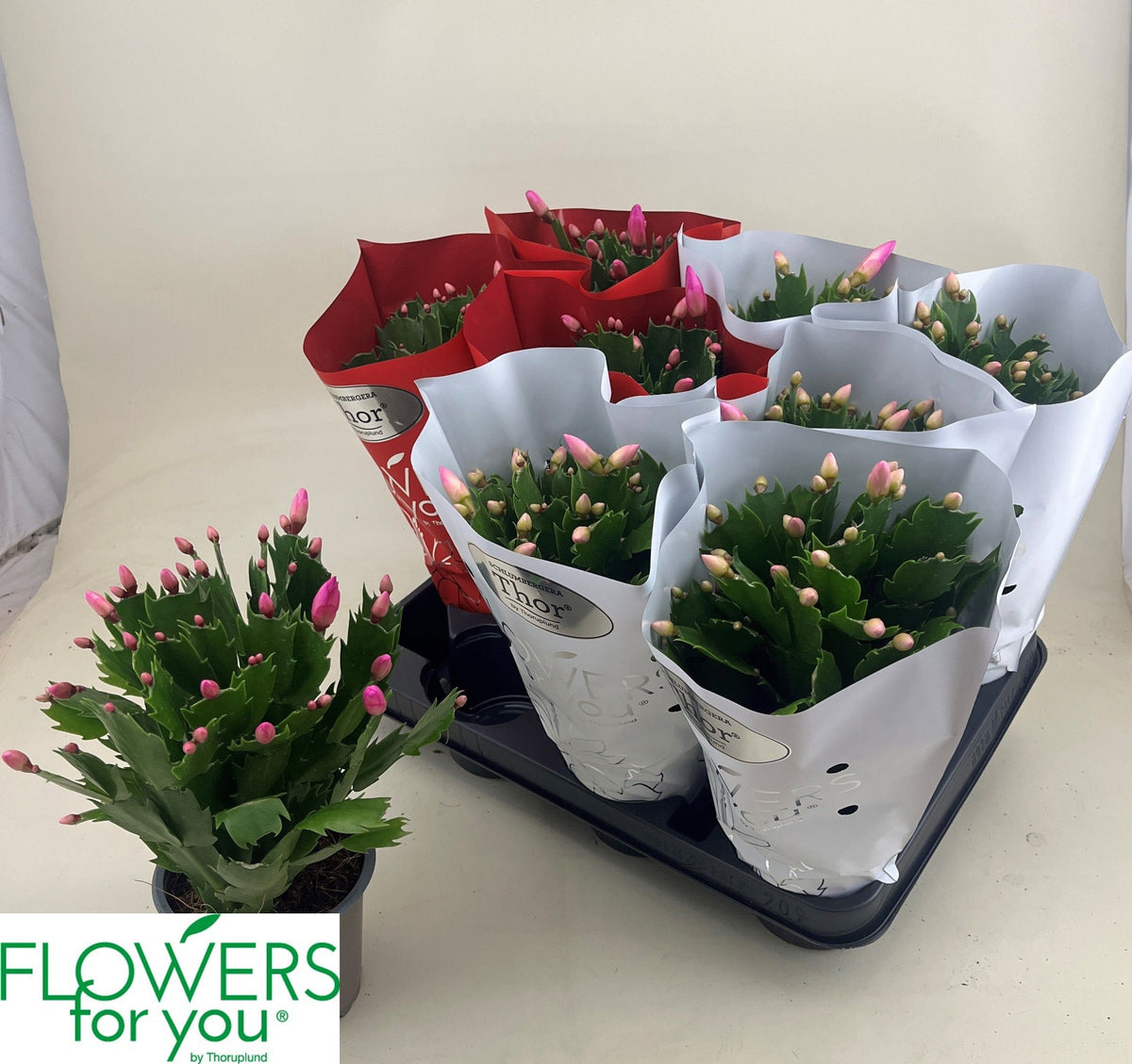 Schlumbergera mix 24cm 11cm Pot