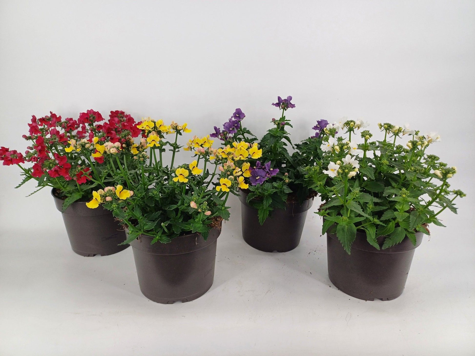 Nemesia Angelart mix 30cm 17cm Pot