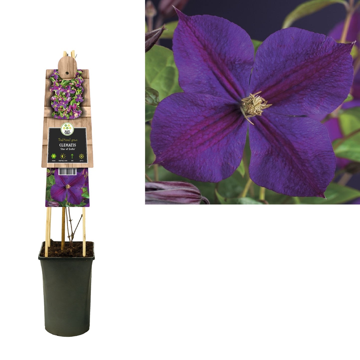 Clematis jac. Star of India 75cm 17cm Pot