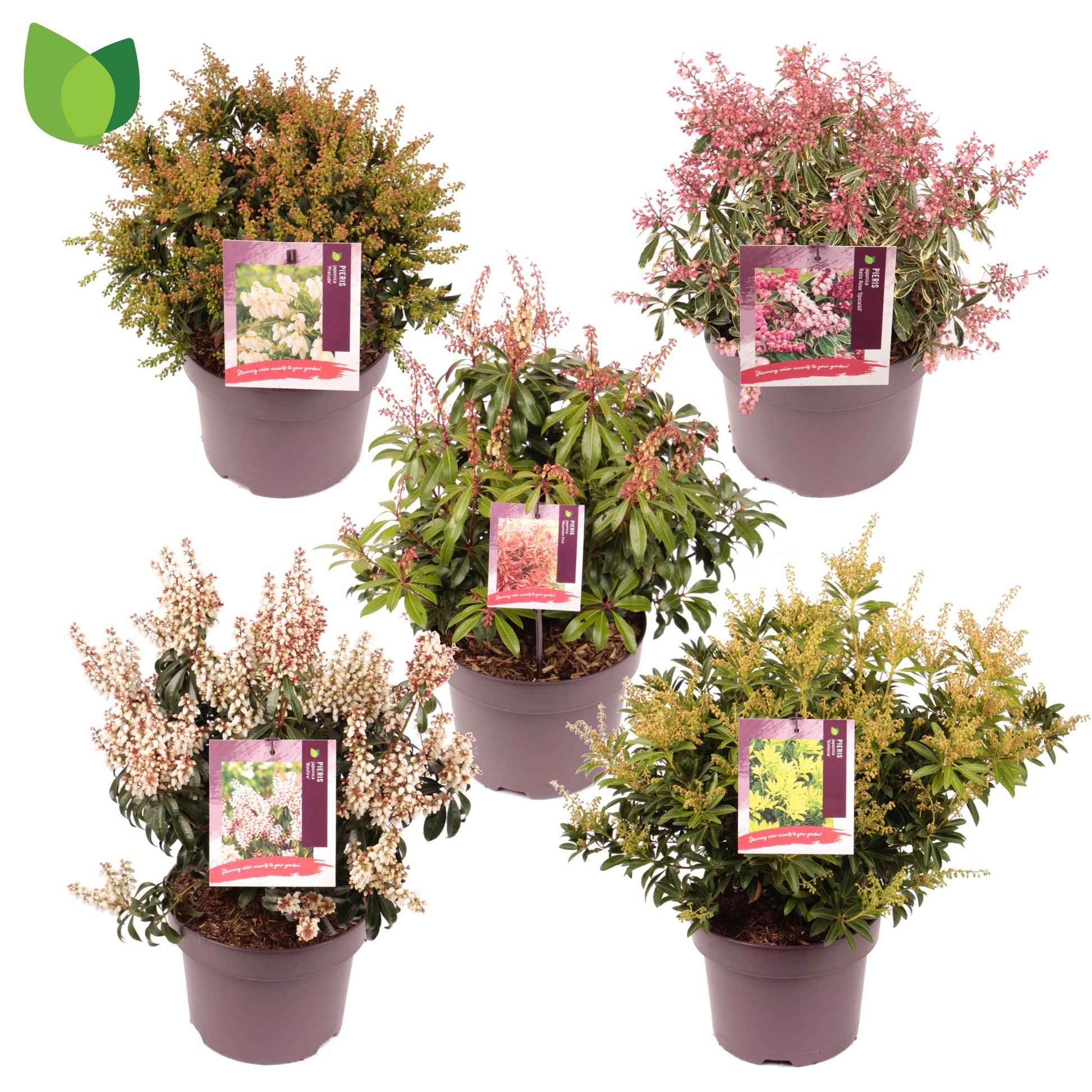 Pieris japonica mix 55cm 23cm Pot