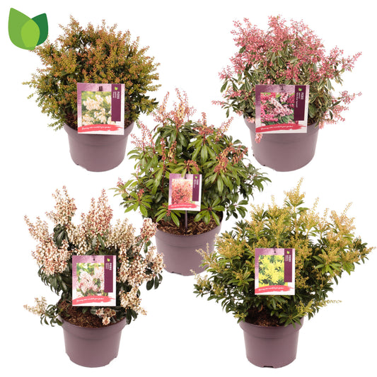 Pieris japonica mix 55cm 23cm Pot