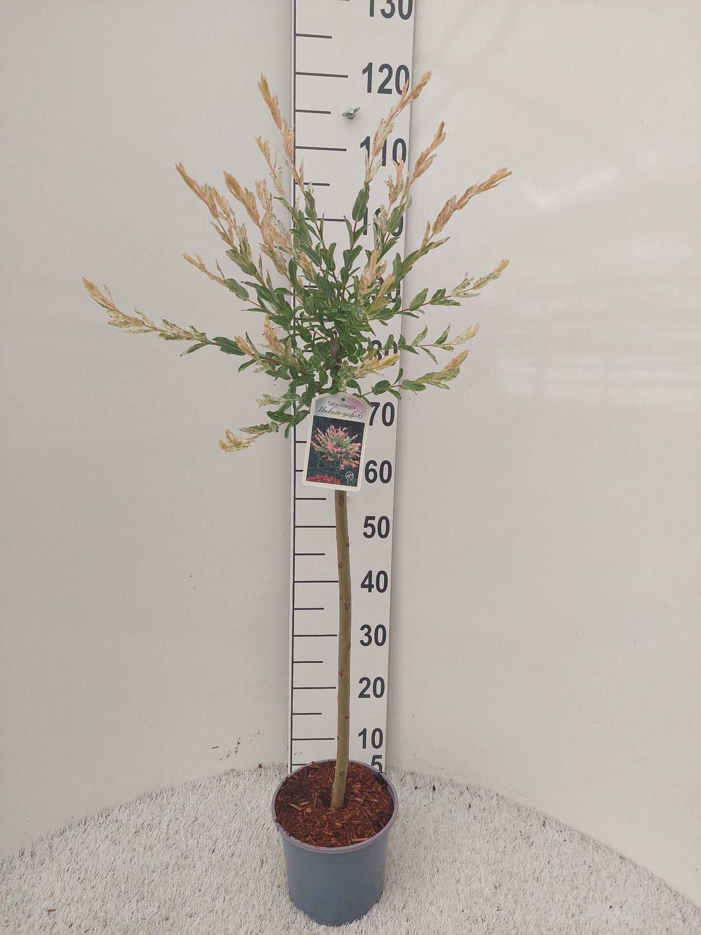 Salix int. Hakuro Nishiki 100cm 19cm Pot
