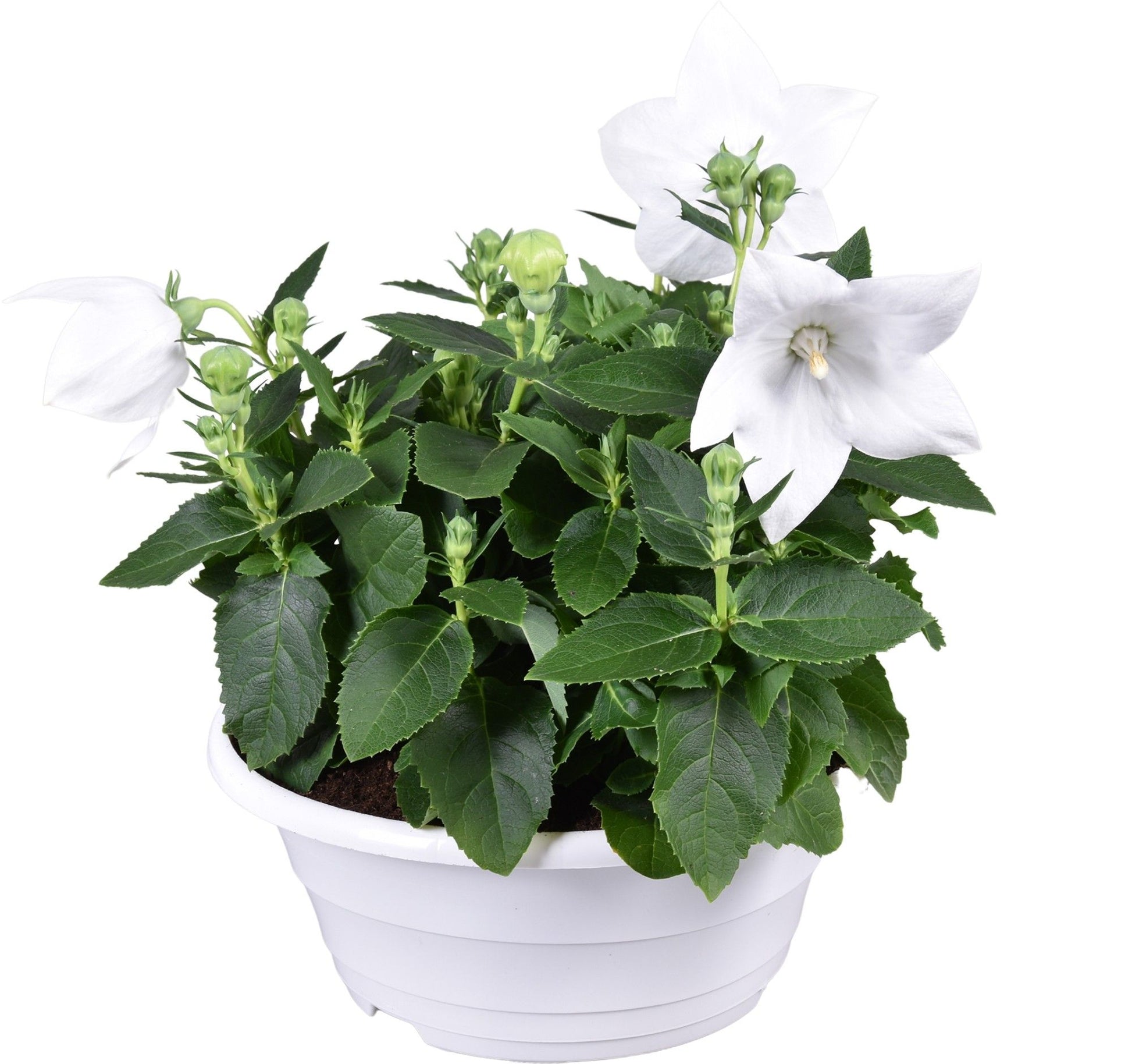 Platycodon graniflorus Astra White 30cm 23cm Pot