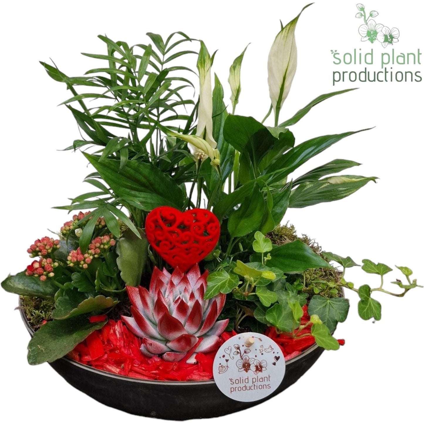 arr. Kamerplanten SCE011REDVM 40cm 30cm Pot