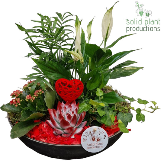 arr. Kamerplanten SCE011REDVM 40cm 30cm Pot