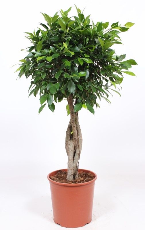 Ficus nitida braided standard 130cm 30cm Pot