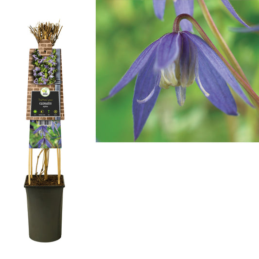 Clematis alpina 75cm 17cm Pot