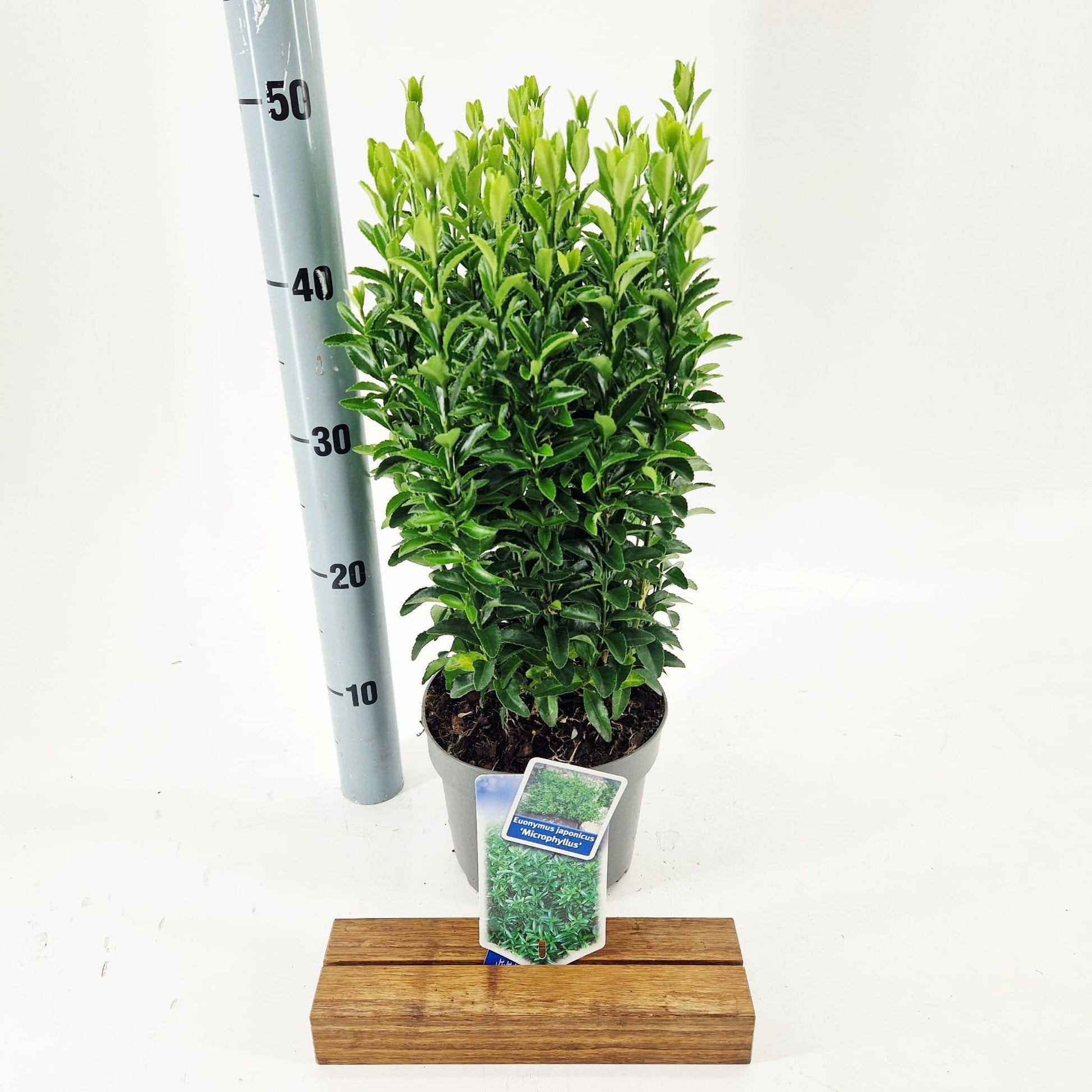 Euonymus jap. Microphyllus 25cm 17cm Pot