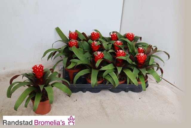 Guzmania Priscilla 20cm 9cm Pot