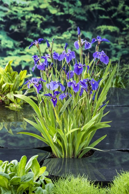 Iris setosa 20cm 9cm Pot