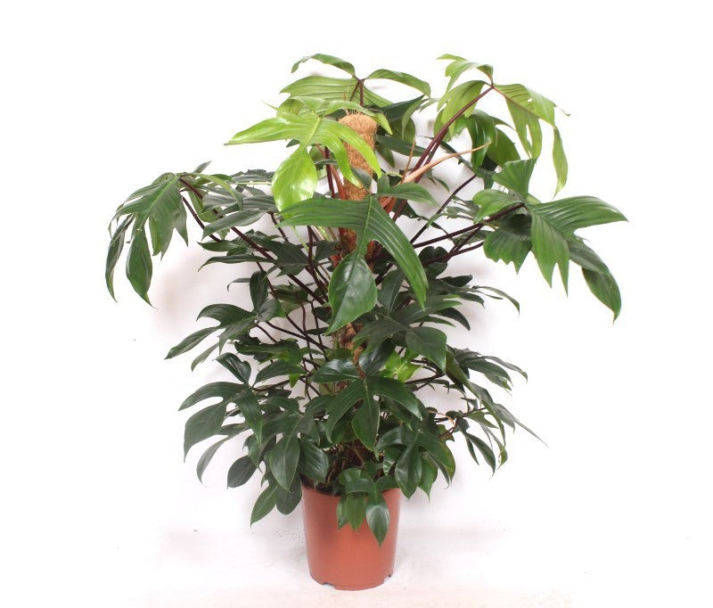 Philodendron pedatum mosspole 120cm 27cm Pot
