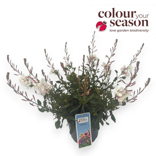Gaura lindheimeri 35cm 15cm Pot