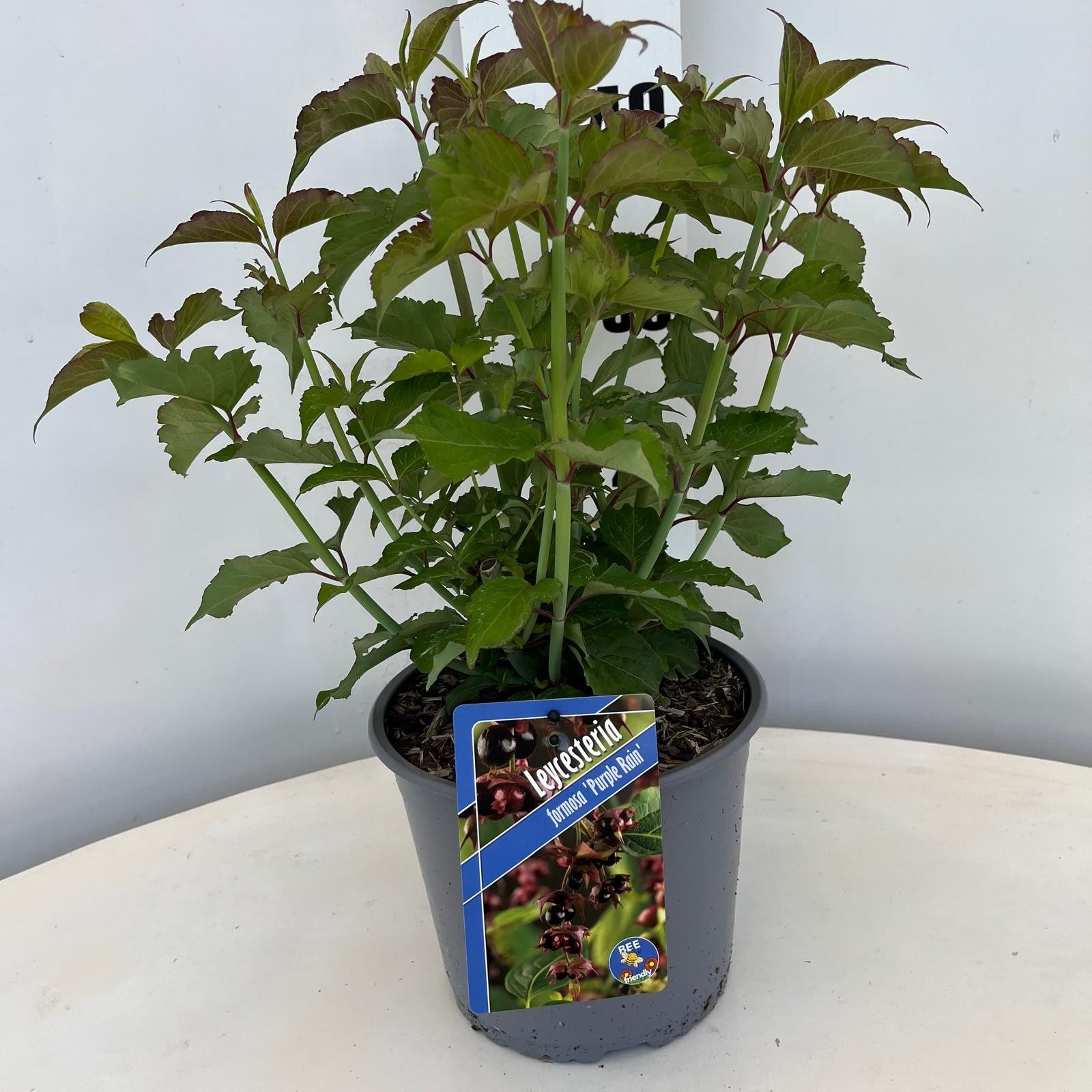 Leycesteria formosa 40cm 19cm Pot