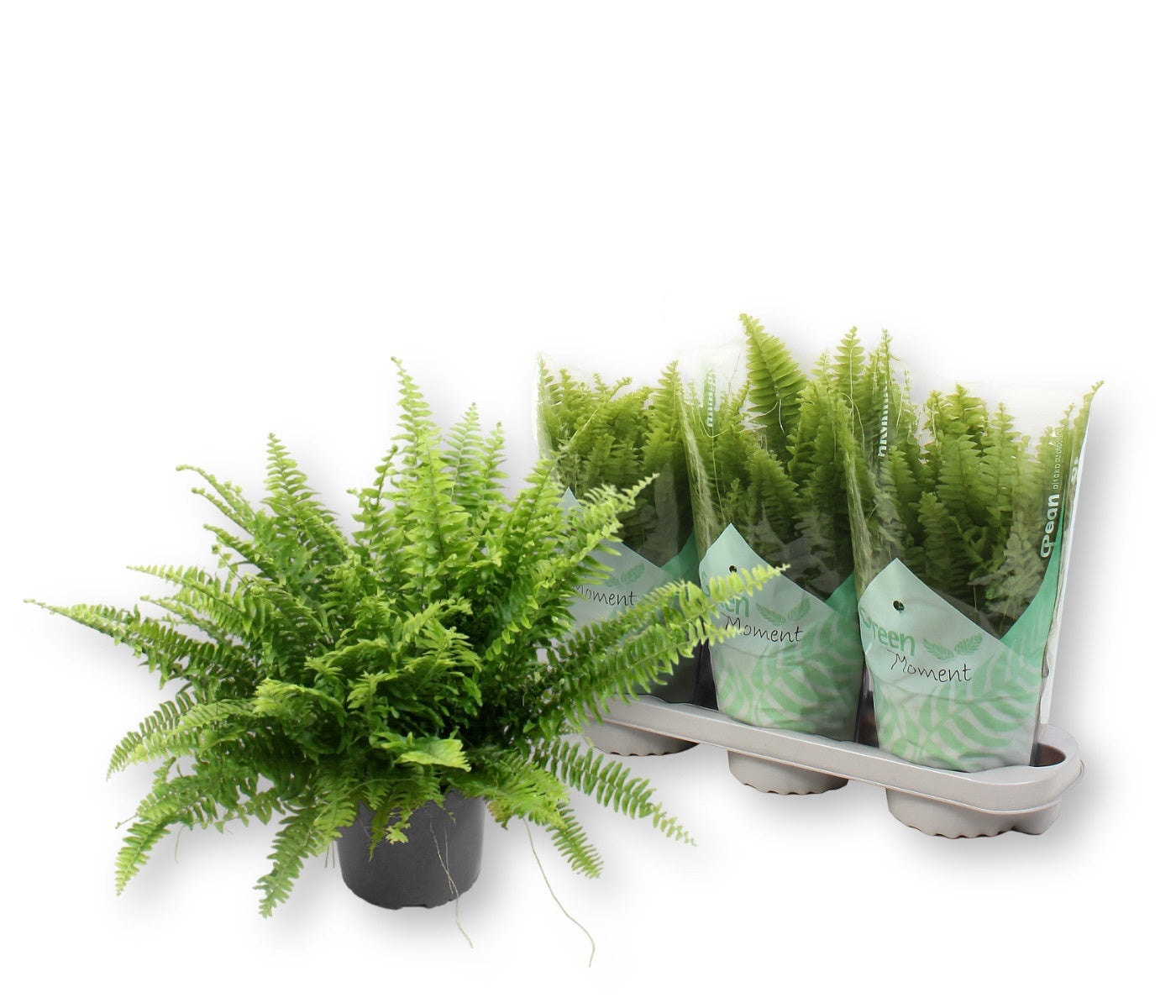 Nephrolepis Green Moment 45cm 17cm Pot
