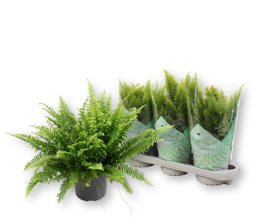 Nephrolepis Green Moment 45cm 17cm Pot
