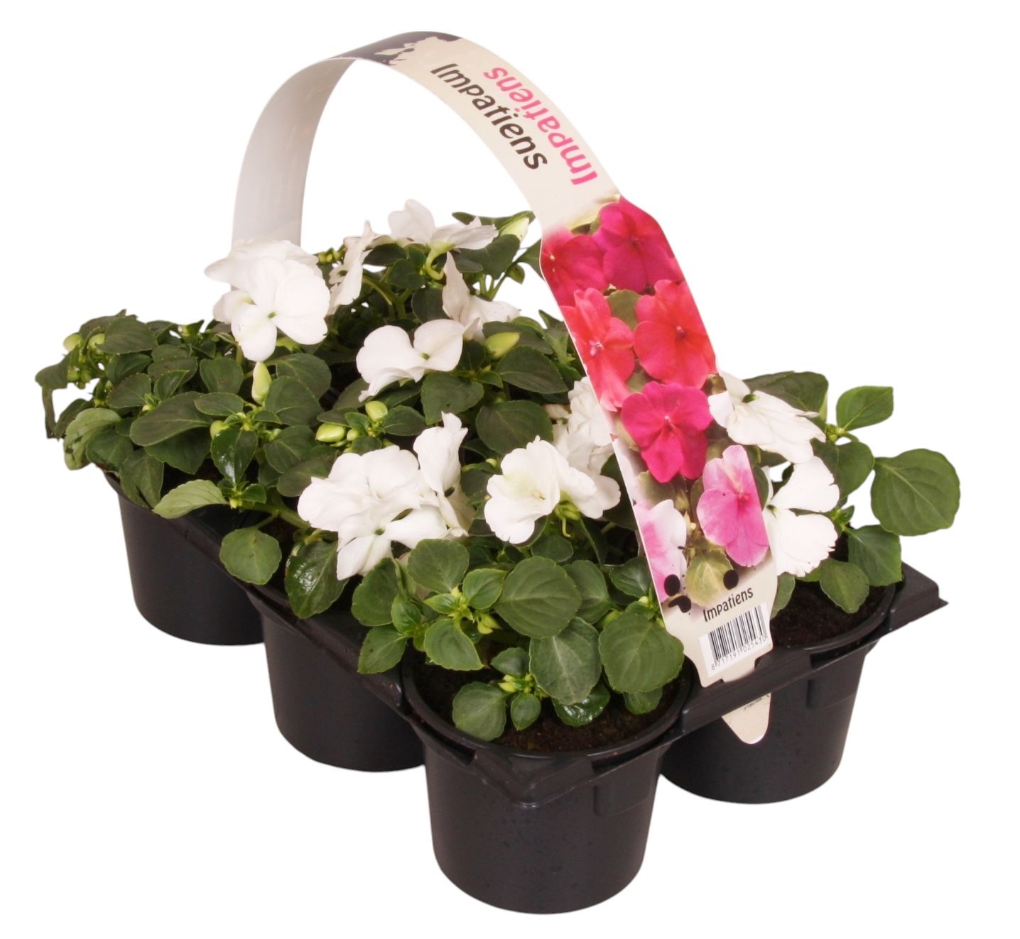 Impatiens wal. white 15cm 9cm Pot