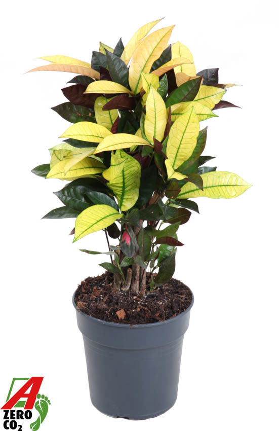 Codiaeum Mrs Iceton 60cm 19cm Pot
