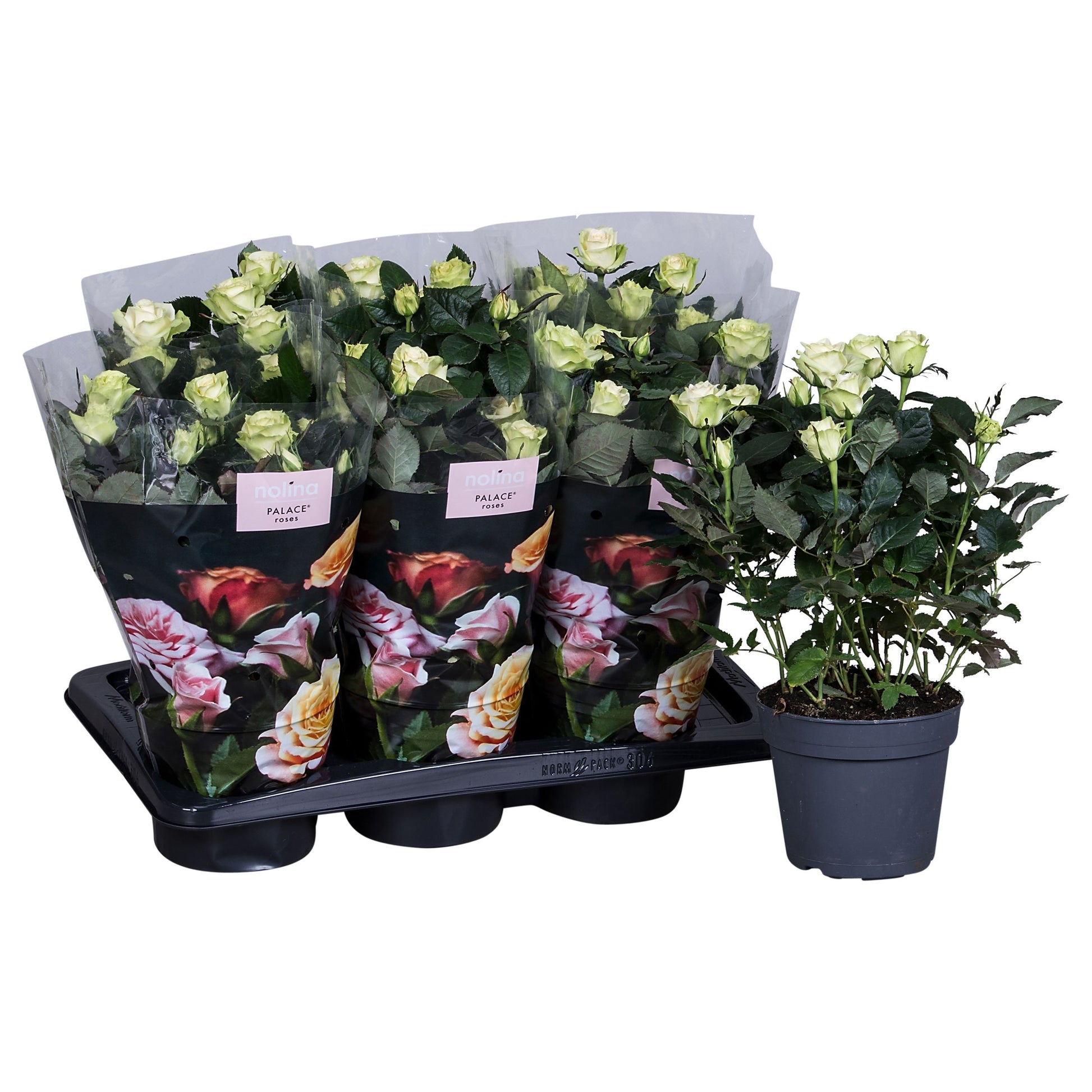 Rosa Palace white 45cm 17cm Pot