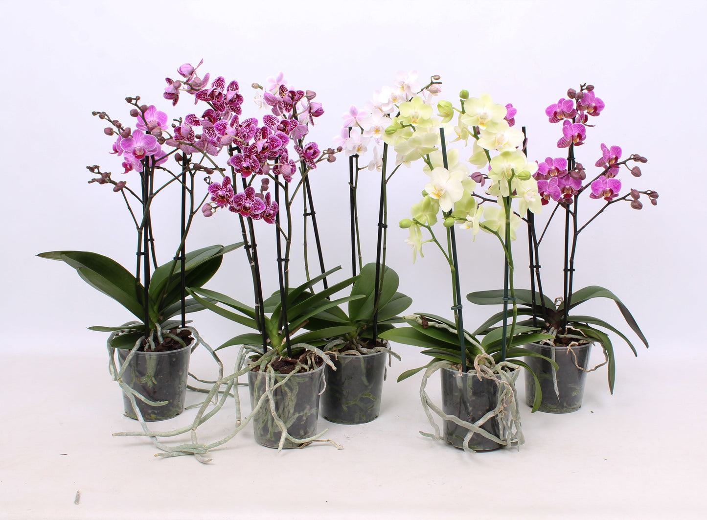 Phalaenopsis mix A2 47cm 12cm Pot