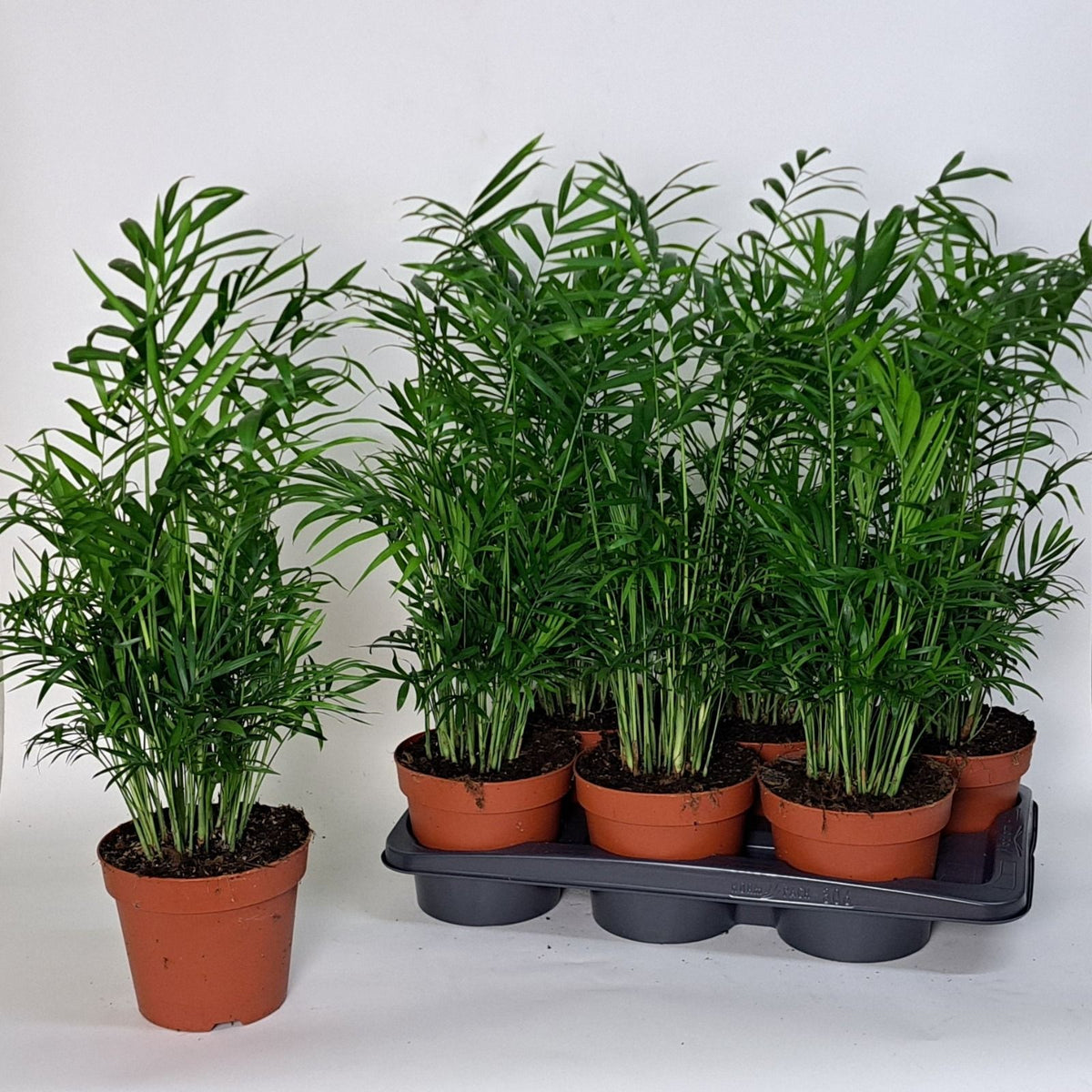 Chamaedorea elegans 60cm 17cm Pot