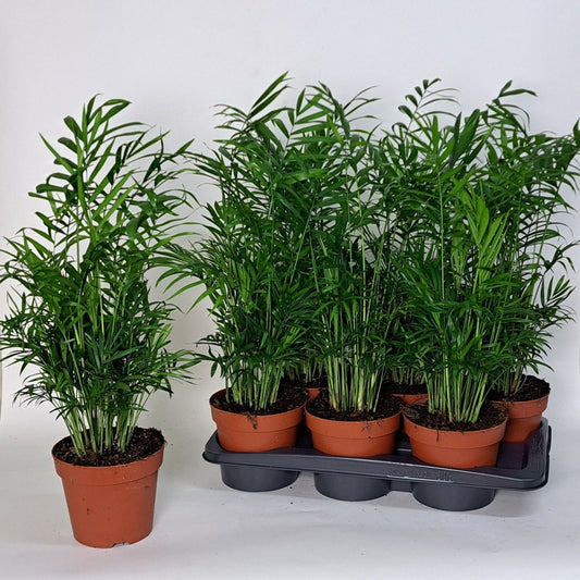 Chamaedorea elegans 60cm 17cm Pot