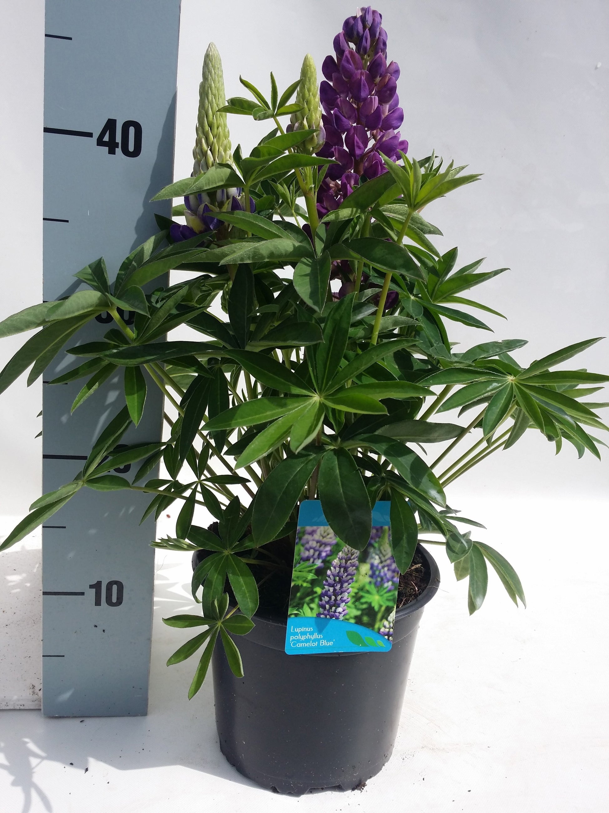 Lupinus pol. Blue Shades 35cm 17cm Pot