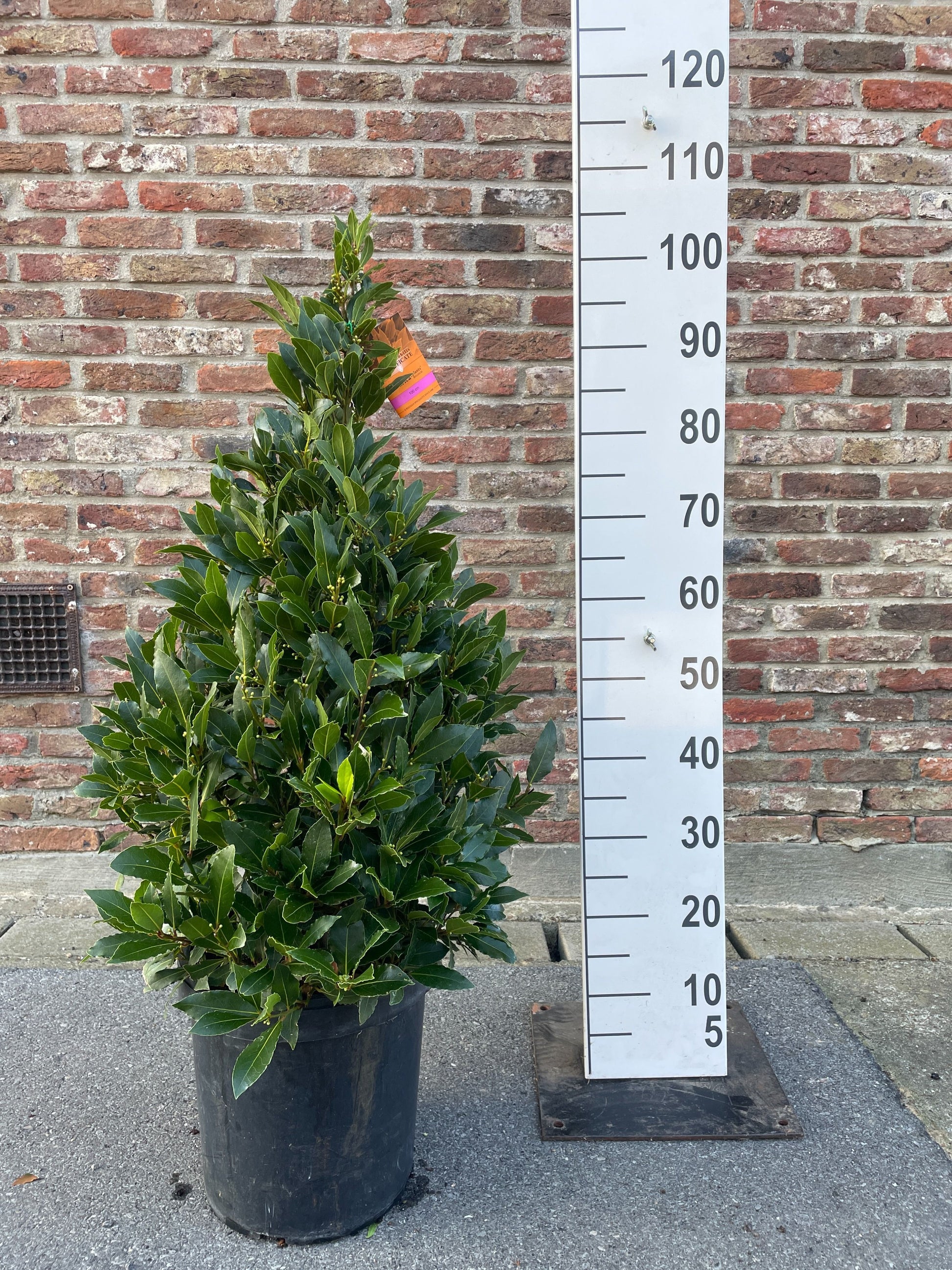 Laurus nobilis pyramid 100cm 25cm Pot