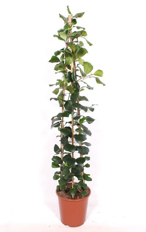 Ficus nat. Trinova 150cm 27cm Pot