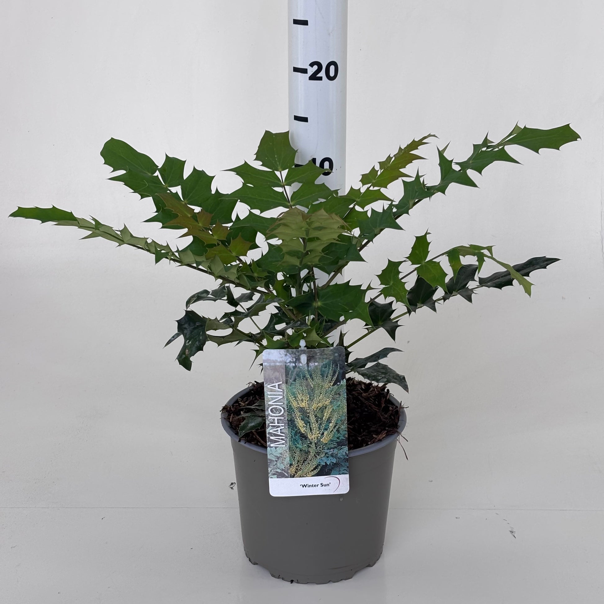 Mahonia med. Winter Sun 30cm 19cm Pot