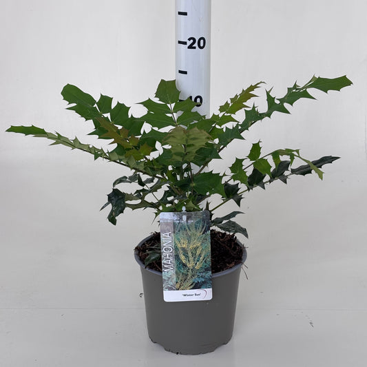 Mahonia med. Winter Sun 30cm 19cm Pot