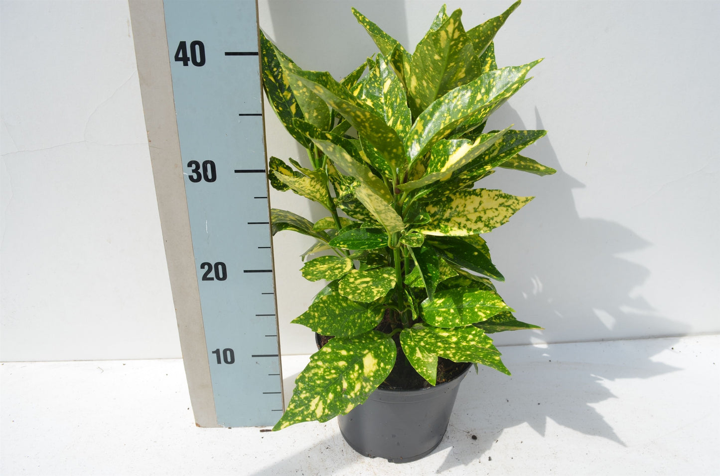 Aucuba jap. Crotonifolia 45cm 17cm Pot