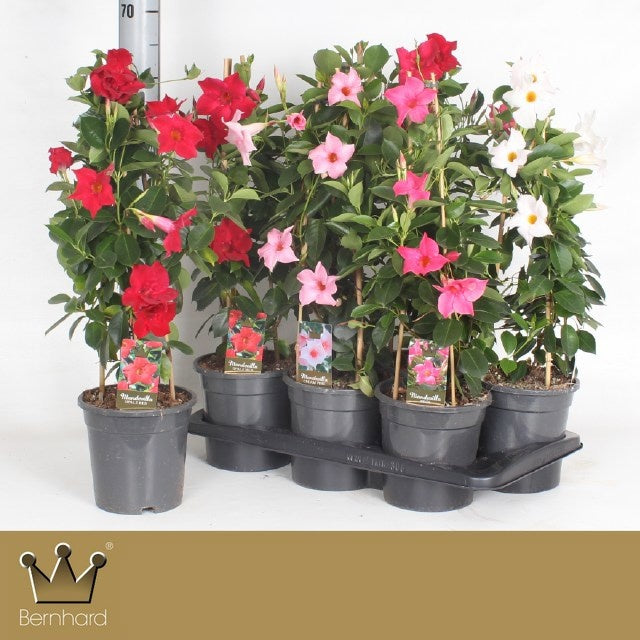 Mandevilla mix 60cm 17cm Pot