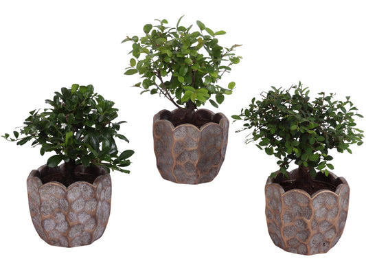 Bonsai mix 25cm 12cm Pot
