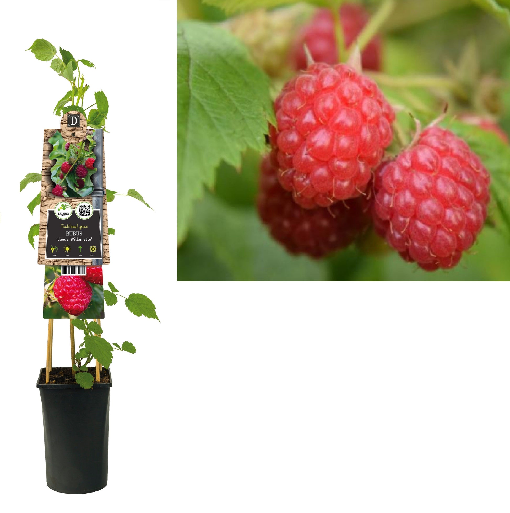 Rubus idaeus Willamette (Raspberry) 75cm 17cm Pot