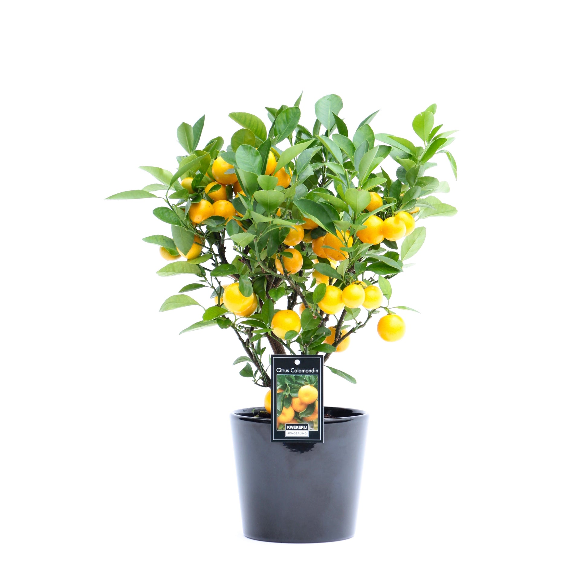 Calamondin in ceramic Roma 40cm 16cm Pot