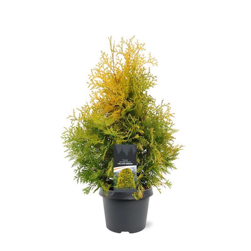 Thuja occ. Yellow Ribbon 65cm 19cm Pot