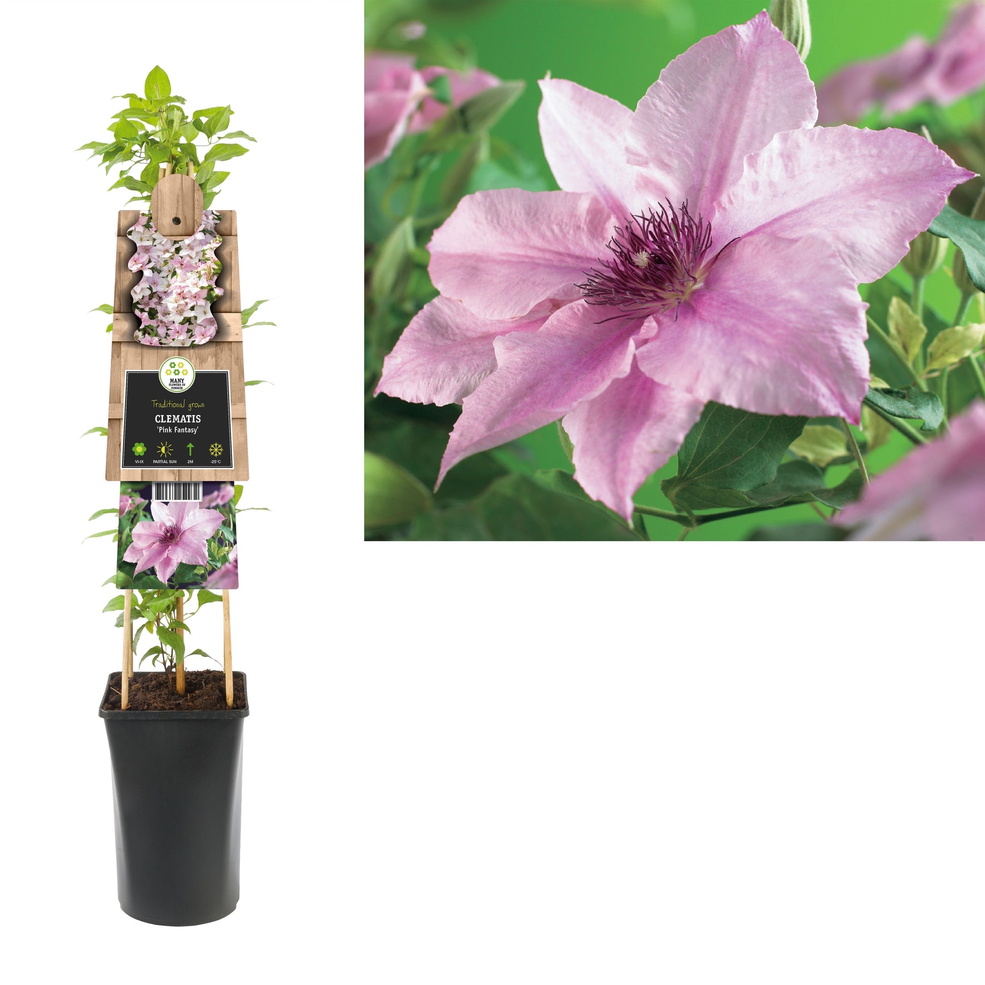 Clematis jac. Pink Fantasy 75cm 17cm Pot