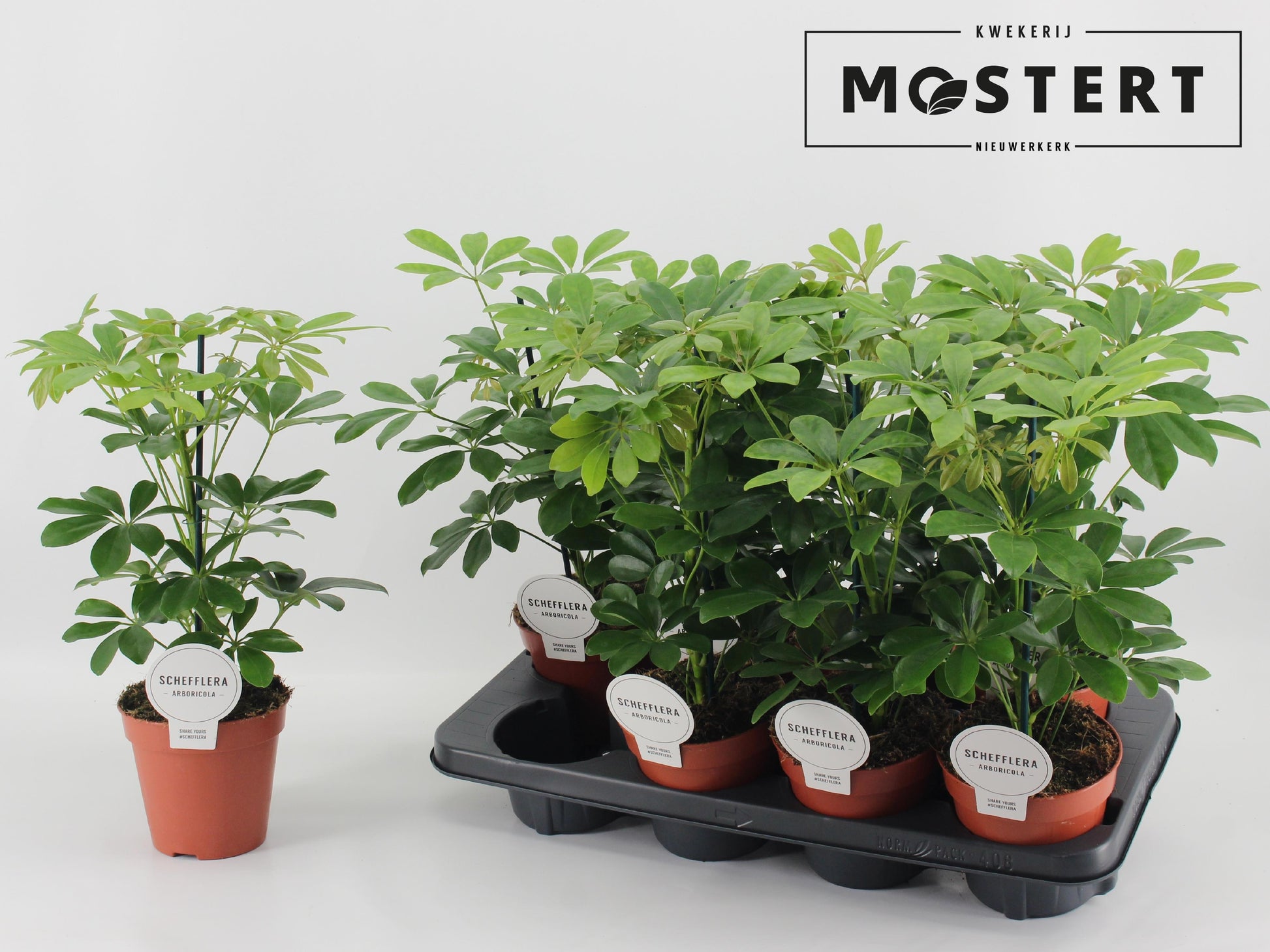 Mostert Nieuwerkerk BV Schefflera arb. Nora Pack of 8