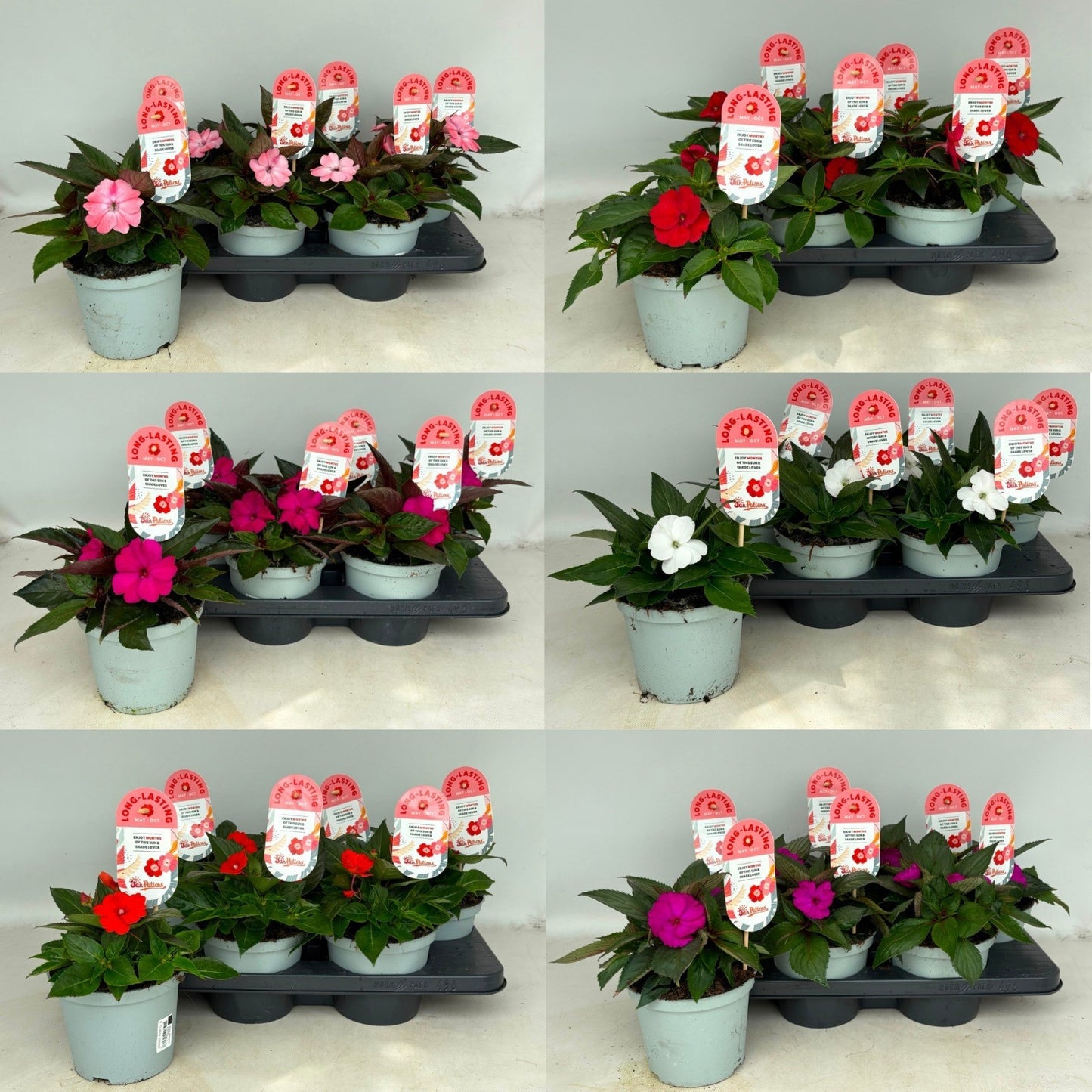 Impatiens ng. Tamarinda mix trolley 30cm 15cm Pot